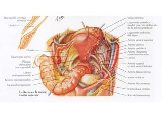 Riñones y ureteres