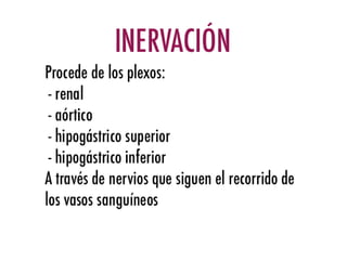 Riñones y ureteres