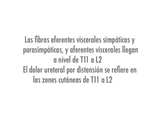 Riñones y ureteres