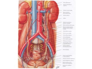 Riñones y ureteres