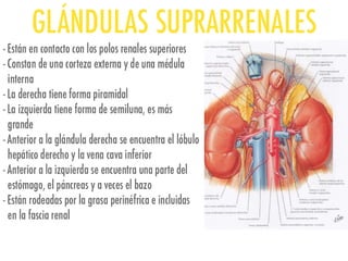 Riñones y ureteres
