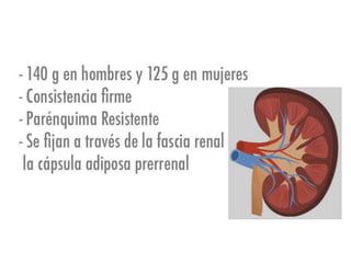 Riñones y ureteres