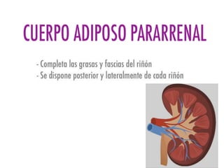 Riñones y ureteres