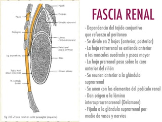 Riñones y ureteres