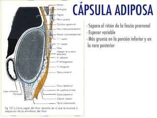Riñones y ureteres