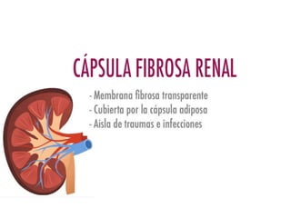 Riñones y ureteres