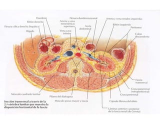 Riñones y ureteres