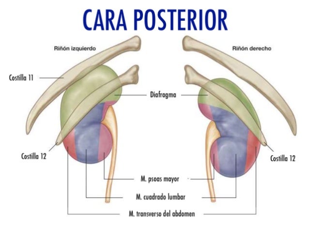 La osteocondrosis de 1 grado del departamento de pecho de la columna vertebral los síntomas