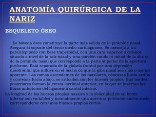 ESQUELETO ÓSEO
La bóveda ósea constituye la parte más sólida de la pirámide nasal.
Asegura el soporte del tercio medio cartilaginoso. Se asemeja a un
paralelepípedo con base trapezoidal, con una cara superior o cefálica
situada a nivel de la raíz nasal y una porción caudal a mitad de la altura
de la pirámide nasal que corresponde a la parte superior de la apertura
piriforme. Está separada de la glabela frontal por una depresión
nasofrontal que influye en el hecho de que la giba nasal sea más o menos
aparente. Las ramas ascendentes de los maxilares, cóncavas hacia arriba
y convexas hacia abajo, se articulan con los huesos propios. Sus bordes
posteriores forman la cresta lacrimal anterior, en la que se insertan las
fibras anteriores del ligamento cantal interno.
La longitud de los huesos propios nasales y la oblicuidad de su borde
inferior son variables y normalmente una apertura piriforme ancha suele
corresponderse con unos huesos propios cortos.
 
 