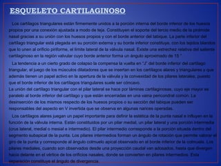 ESQUELETO CARTILAGINOSO
Los cartílagos triangulares están firmemente unidos a la porción interna del borde inferior de los huesos
propios por una conexión ajustada a modo de teja. Constituyen el soporte del tercio medio de la pirámide
nasal gracias a su unión con los huesos propios y con el borde anterior del tabique. La parte inferior del
cartílago triangular está plegada en su porción externa y su borde inferior constituye, con los tejidos blandos
que lo unen al orificio piriforme, el límite lateral de la válvula nasal. Existe una estrechez relativa del saliente
cartilaginoso en la región valvular cuyo borde anterior forma un ángulo aproximado de 15 °.
La tendencia a un cierto grado de colapso la compensa la vuelta en “J” del borde inferior del cartílago
triangular, el juego de los músculos dilatadores que se insertan en los cartílagos alares y triangulares y que
además tienen un papel activo en la apertura de la válvula y la convexidad de los pilares laterales, puesto
que el borde inferior de los cartílagos triangulares suele ser cóncavo.
La unión del cartílago triangular con el pilar lateral se hace por láminas cartilaginosas, cuyo eje mayor es
paralelo al borde inferior del cartílago y que están encerradas en una vaina pericondral común. La
desinserción de los mismos respecto de los huesos propios o su sección del tabique pueden ser
responsables del aspecto en V invertida que se observa en algunas narices operadas.
Los cartílagos alares juegan un papel importante para definir la estética de la punta nasal e influyen en la
función de la válvula interna. Están constituidos por un pilar medial, un pilar lateral y una porción intermedia
(crus lateral, medial o mesial e intermedio). El pilar intermedio corresponde a la porción situada dentro del
segmento subapical de la punta. Los pilares intermedios forman un ángulo de rotación que permite valorar el
giro de la punta y corresponde al ángulo colmuelo apical observado en el borde inferior de la colmuela. Los
pilares mediales, cuando son observados desde una proyección caudal van adosados, hasta que divergen
hacia delante en el vértice de los orificios nasales, donde se convierten en pilares intermedios. Esta
separación constituye el ángulo de divergencia.
 