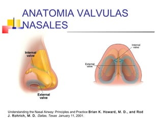 ANATOMIA VALVULAS 
NASALES 
Understanding the Nasal Airway: Principles and Practice Brian K. Howard, M. D., and Rod 
J. Rohrich, M. D. Dallas, Texas January 11, 2001. 
 