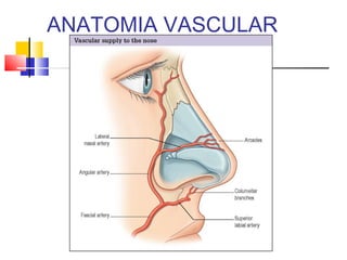 ANATOMIA VASCULAR 
 