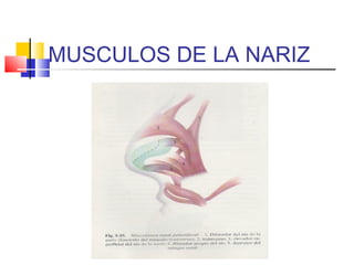 MUSCULOS DE LA NARIZ 
 