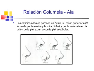 Relación Columela - Ala 
 Los orificios nasales parecen un óvalo, su mitad superior está 
formada por la narina y la mitad inferior por la columela en la 
unión de la piel externa con la piel vestibular. 
 