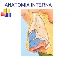 ANATOMIA INTERNA 
 