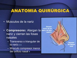 ANATOMIA QUIRÚRGICA
• Músculos de la nariz
• Compresores: Alargan la
nariz y cierran las fosas
nasales
– Transverso o triangular de
la nariz
– Músculo compresor menor
del orificio nasal
 