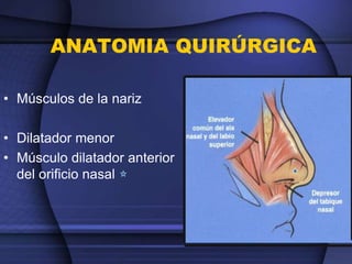 ANATOMIA QUIRÚRGICA
• Músculos de la nariz
• Dilatador menor
• Músculo dilatador anterior
del orificio nasal
 