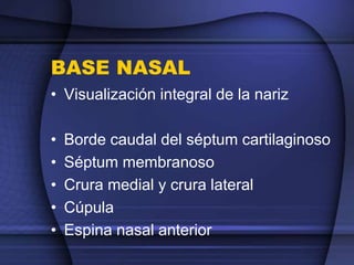 BASE NASAL
• Visualización integral de la nariz
• Borde caudal del séptum cartilaginoso
• Séptum membranoso
• Crura medial y crura lateral
• Cúpula
• Espina nasal anterior
 