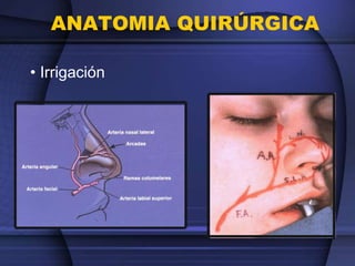 ANATOMIA QUIRÚRGICA
• Irrigación
 