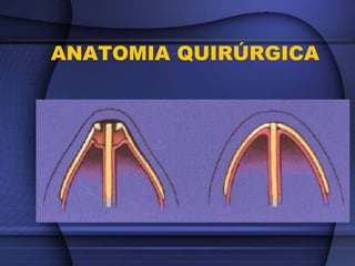 ANATOMIA QUIRÚRGICA
 