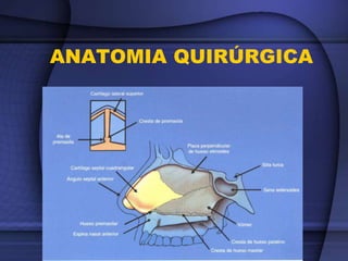 ANATOMIA QUIRÚRGICA
 