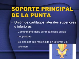 SOPORTE PRINCIPAL
DE LA PUNTA
• Unión de cartílagos laterales superiores
e inferiores
– Comúnmente debe ser modificado en las
rinoplastias
– Es el factor que mas incide en la forma y el
volumen
 