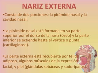NARIZ EXTERNA
•Consta de dos porciones: la pirámide nasal y la
cavidad nasal.
•La pirámide nasal está formada en su parte
superior por el dorso de la nariz (óseo) y la parte
inferior se extiende hasta el vértice o punta
(cartilaginosa).
•La parte externa está recubierta por tejido
adiposo, algunos músculos de la expresión
facial, y piel (glándulas sebáceas y sudoríparas).
 