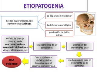 Los senos paranasales, son
normalmente ESTÉRILES
producción de óxido
nítrico
la defensa inmunológica
La depuración mucociliar
orificio de drenaje
sinusal puede
obstruirse, a edema
secundario a infecciones
virales, alergias,obstruct
estancamiento de las
secreciones
alteración del
movimiento ciliar
medio propicio para el
crecimiento de os
gérmenes
Senos: ambiente
hipóxico y ácido
favorable para el
crecimiento bacteriano
RSA
evidente
 