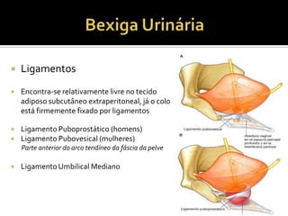  Ligamentos
 Encontra-se relativamente livre no tecido
adiposo subcutâneo extraperitoneal, já o colo
está firmemente fixado por ligamentos
 Ligamento Puboprostático (homens)
 Ligamento Pubovesical (mulheres)
Parte anterior do arco tendíneo da fáscia da pelve
 LigamentoUmbilical Mediano
 