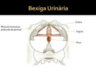 Uretra
Vagina
Ânus
Músculo transverso
profundo do períneo
 