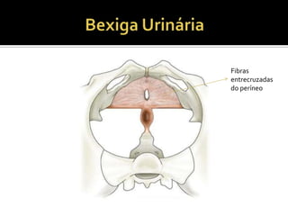 Fibras
entrecruzadas
do períneo
 