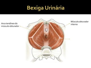 Músculo obturador
internoArco tendíneo do
músculo obturador
 
