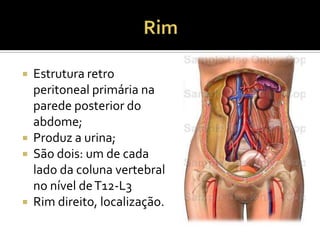  Estrutura retro
peritoneal primária na
parede posterior do
abdome;
 Produz a urina;
 São dois: um de cada
lado da coluna vertebral
no nível deT12-L3
 Rim direito, localização.
 