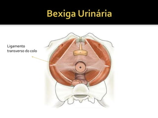 Ligamento
transverso do colo
 
