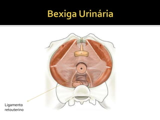 Ligamento
retouterino
 