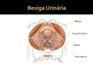 Bexiga
Corpo do útero
Ovário
Tuba Uterina
 