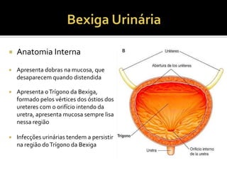  Anatomia Interna
 Apresenta dobras na mucosa, que
desaparecem quando distendida
 Apresenta oTrígono da Bexiga,
formado pelos vértices dos óstios dos
ureteres com o orifício intendo da
uretra, apresenta mucosa sempre lisa
nessa região
 Infecções urinárias tendem a persistir
na região doTrígono da Bexiga
 