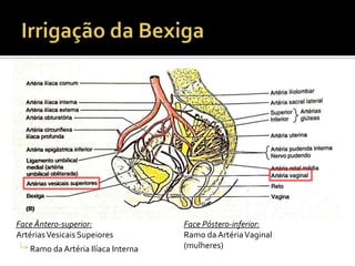 Face Ântero-superior:
ArtériasVesicais Supeiores
Ramo da Artéria Ilíaca Interna
Face Póstero-inferior:
Ramo da ArtériaVaginal
(mulheres)
 