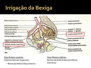 Face Ântero-superior:
ArtériasVesicais Supeiores
Ramo da Artéria Ilíaca Interna
Face Póstero-inferior:
Ramos da ArtériaVesical Inferior
(homens)
 