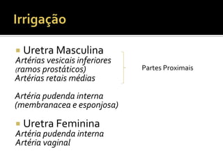  Uretra Masculina
Artérias vesicais inferiores
(ramos prostáticos)
Artérias retais médias
Artéria pudenda interna
(membranacea e esponjosa)
 Uretra Feminina
Artéria pudenda interna
Artéria vaginal
Partes Proximais
 
