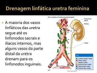  A maioria dos vasos
linfáticos das uretra
segue até os
linfonodos sacrais e
ilíacos internos, mas
alguns vasos da parte
distal da uretra
drenam para os
linfonodos inguinais.
 