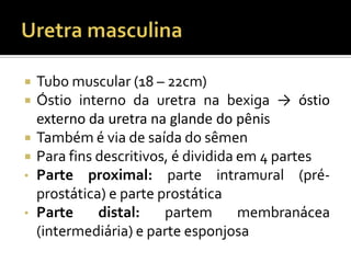  Tubo muscular (18 – 22cm)
 Óstio interno da uretra na bexiga → óstio
externo da uretra na glande do pênis
 Também é via de saída do sêmen
 Para fins descritivos, é dividida em 4 partes
• Parte proximal: parte intramural (pré-
prostática) e parte prostática
• Parte distal: partem membranácea
(intermediária) e parte esponjosa
 