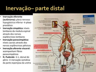 • Inervação eferente
(autônoma): plexo nervoso
hipogástrico inferior → plexo
prostático
• Inervação simpática: níveis
lombares da medula espinal
através dos nervos
esplâncnicos lombares
• Inervação parassimpática:
níveis sacrais através dos
nervos esplâncnicos pélvicos
• Inervação aferente visceral:
acompanham fibras
parassimpáticas
• N. Pudendo → n. dorsal do
pênis → inervação somática
da parte esponjosa da uretra
 