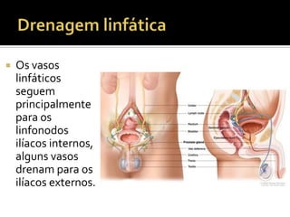  Os vasos
linfáticos
seguem
principalmente
para os
linfonodos
ilíacos internos,
alguns vasos
drenam para os
ilíacos externos.
 