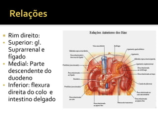  Rim direito:
 Superior: gl.
Suprarrenal e
fígado
 Medial: Parte
descendente do
duodeno
 Inferior: flexura
direita do colo e
intestino delgado
 