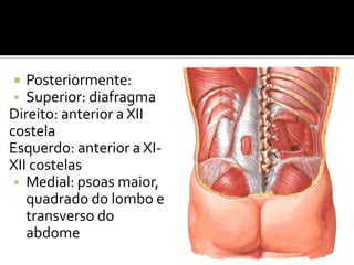 Posteriormente:
 Superior: diafragma
Direito: anterior a XII
costela
Esquerdo: anterior a XI-
XII costelas
 Medial: psoas maior,
quadrado do lombo e
transverso do
abdome
 
