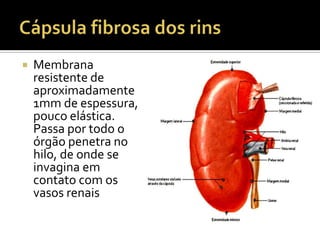  Membrana
resistente de
aproximadamente
1mm de espessura,
pouco elástica.
Passa por todo o
órgão penetra no
hilo, de onde se
invagina em
contato com os
vasos renais
 