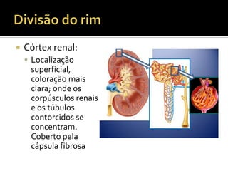  Córtex renal:
 Localização
superficial,
coloração mais
clara; onde os
corpúsculos renais
e os túbulos
contorcidos se
concentram.
Coberto pela
cápsula fibrosa
 