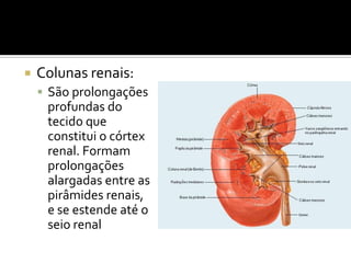  Colunas renais:
 São prolongações
profundas do
tecido que
constitui o córtex
renal. Formam
prolongações
alargadas entre as
pirâmides renais,
e se estende até o
seio renal
 