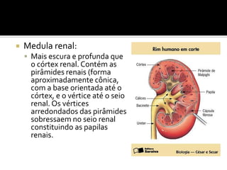  Medula renal:
 Mais escura e profunda que
o córtex renal. Contém as
pirâmides renais (forma
aproximadamente cônica,
com a base orientada até o
córtex, e o vértice até o seio
renal. Os vértices
arredondados das pirâmides
sobressaem no seio renal
constituindo as papilas
renais.
 
